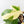 Philodendron Squamiferum Albo Variegated (wk31-UF)