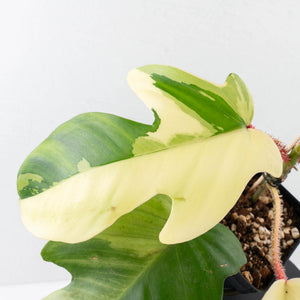 Philodendron Squamiferum Albo Variegated (wk31-UF)