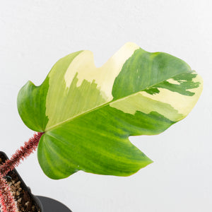Philodendron Squamiferum Albo Variegated (wk31-UF)