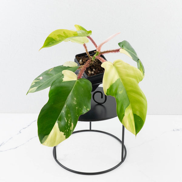 Philodendron Squamiferum Albo Variegated (wk34-U38) – Rare Plant Fairy