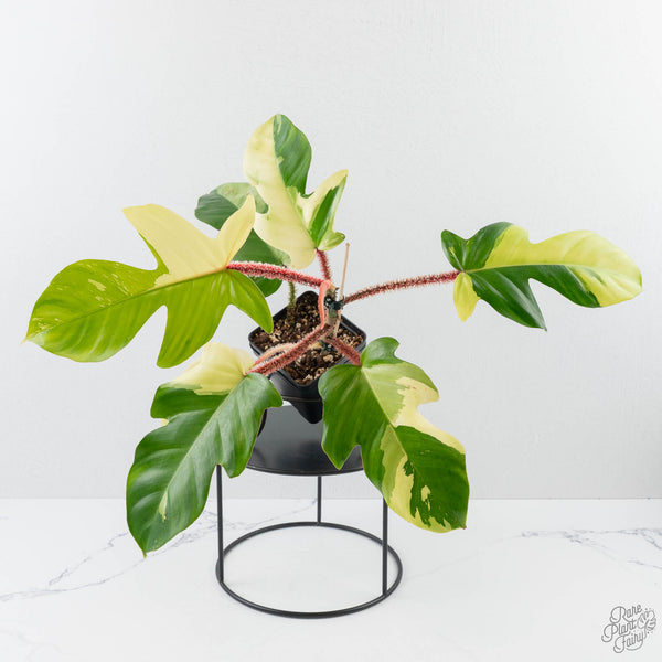 Philodendron Squamiferum Albo Variegated (wk38-U80) – Rare Plant Fairy