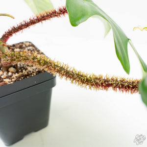 Philodendron Squamiferum Variegated (wk17-UG)
