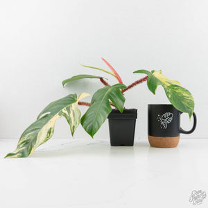 Philodendron Squamiferum Variegated (wk17-UG)