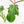 Philodendron Squamiferum Variegated (wk17-UG)