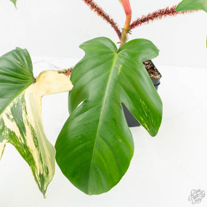 Philodendron Squamiferum Variegated (wk17-UG)