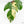 Philodendron Squamiferum Variegated (wk17-UG)