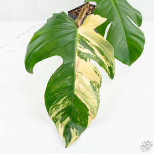 Philodendron Squamiferum Variegated (wk17-UG)