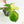 Philodendron Squamiferum Variegated (wk17-UG)