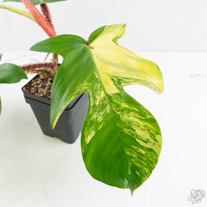 Philodendron Squamiferum Variegated (wk17-UG)