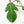 Philodendron Squamiferum Variegated (wk17-UG)