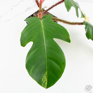Philodendron Squamiferum Variegated (wk17-UG)