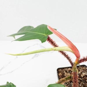 Philodendron Squamiferum Variegated (wk17-UG)