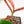 Philodendron Squamiferum Variegated (wk17-UG)