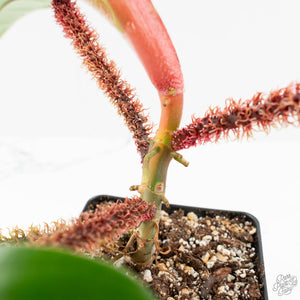 Philodendron Squamiferum Variegated (wk17-UG)