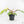 Philodendron Squamiferum Variegated (wk17-UG)
