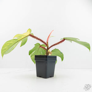 Philodendron Squamiferum Variegated (wk17-UG)