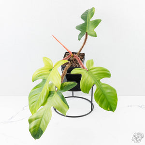 Philodendron Squamiferum Albo/Mint Variegated (wk25-UE)
