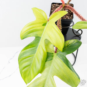 Philodendron Squamiferum Albo/Mint Variegated (wk25-UE)