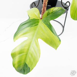 Philodendron Squamiferum Albo/Mint Variegated (wk25-UE)
