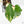 Philodendron Squamiferum Albo Variegated (wk27-UA)