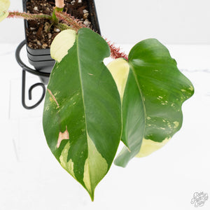 Philodendron Squamiferum Albo Variegated (wk27-UA)