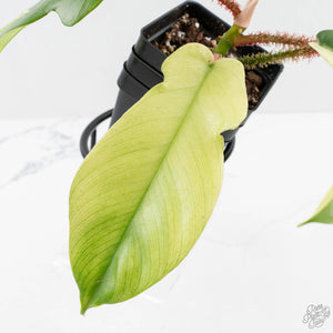 Philodendron Squamiferum Albo Variegated (wk27-UA)
