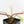 Philodendron Squamiferum Albo Variegated (wk27-UA)