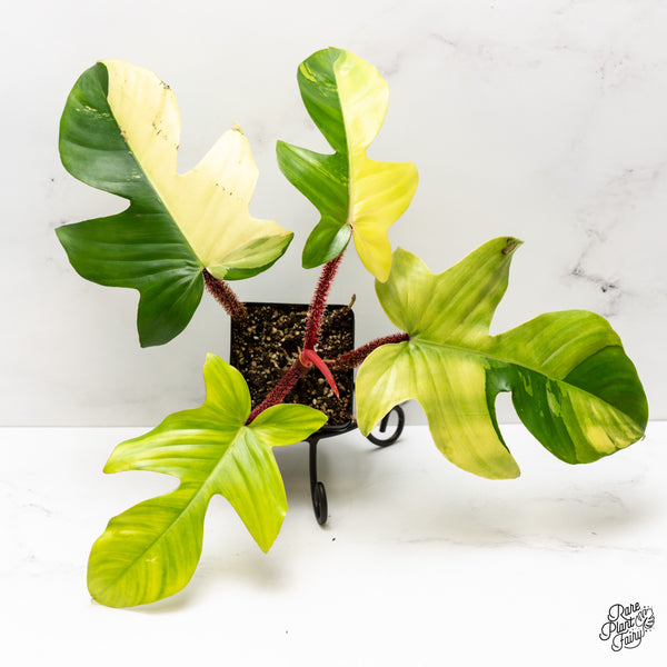 Philodendron Squamiferum Variegated (wk47-UC)