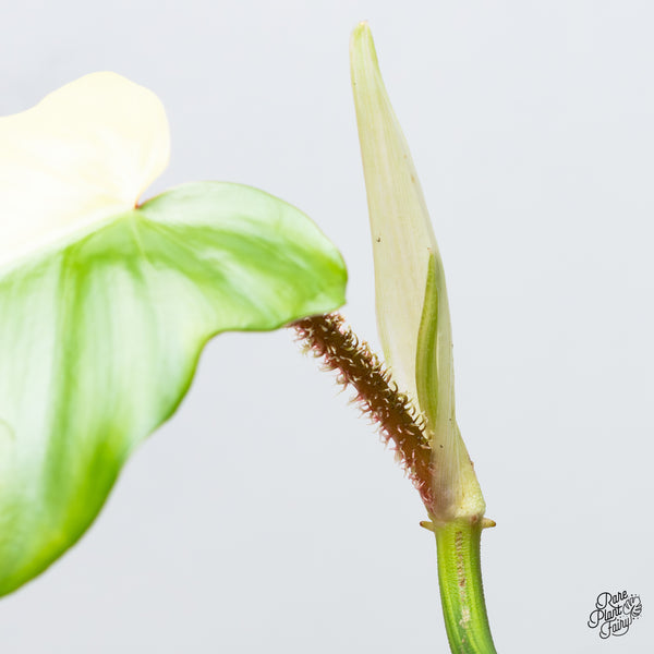 Philodendron Squamiferum Variegated (wk1-UH)