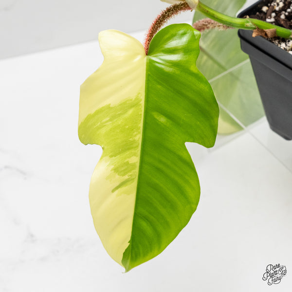 Philodendron Squamiferum Variegated (wk1-UH)