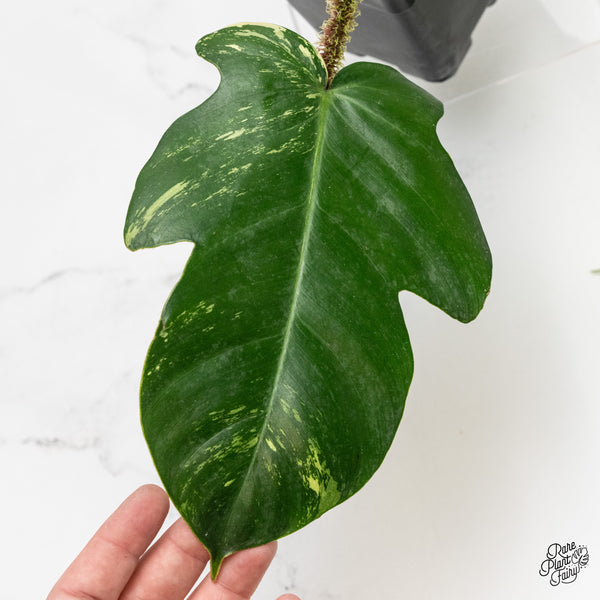 Philodendron Squamiferum Variegated (wk1-UH)