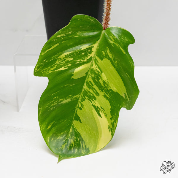 Philodendron Squamiferum Variegated (wk1-UH)