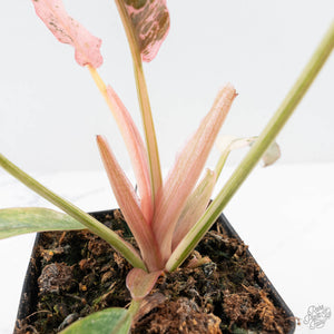Philodendron 'Strawberry Caramel Marble' (wk28-H)