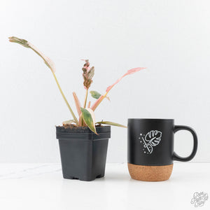 Philodendron 'Strawberry Caramel Marble' (wk28-H)