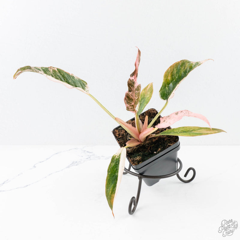 Philodendron 'Strawberry Caramel Marble' (wk28-H)