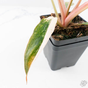 Philodendron 'Strawberry Caramel Marble' (wk28-H)