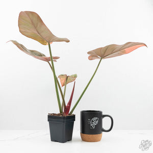 Philodendron 'Summer Glory' Variegated (wk19-UI)