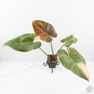 Philodendron 'Summer Glory' Variegated (wk19-UI)