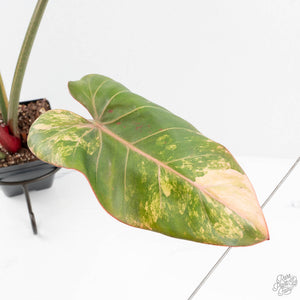 Philodendron 'Summer Glory' Variegated (wk19-UI)
