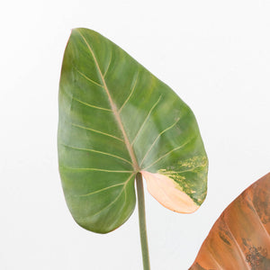 Philodendron 'Summer Glory' Variegated (wk19-UI)