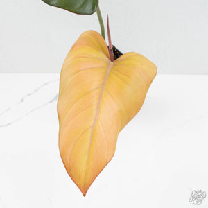 Philodendron 'Summer Glory' Variegated (wk15-UB)