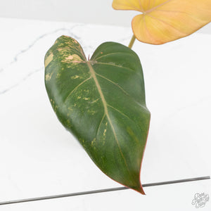 Philodendron 'Summer Glory' Variegated (wk15-UB)