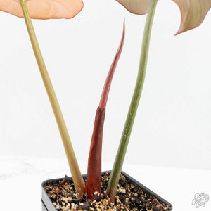 Philodendron 'Summer Glory' Variegated (wk15-UB)