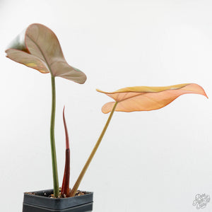 Philodendron 'Summer Glory' Variegated (wk15-UB)