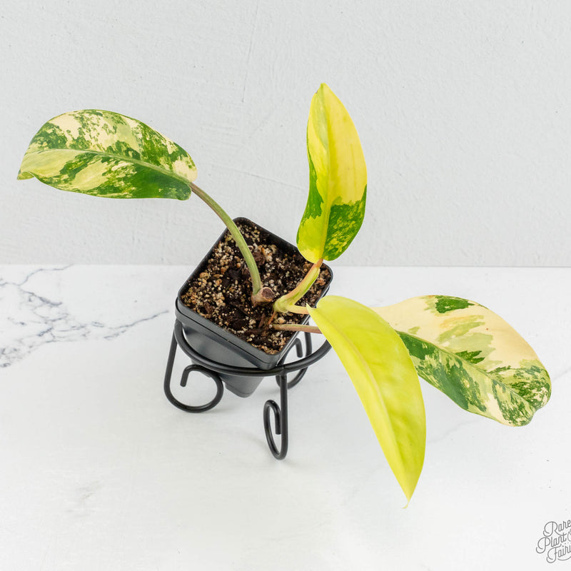Philodendron 'Thai Sunrise' Variegated (wk13-B)