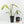 Philodendron tripartitum variegated (wk15-UK)