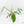 Philodendron tripartitum variegated (wk15-UK)