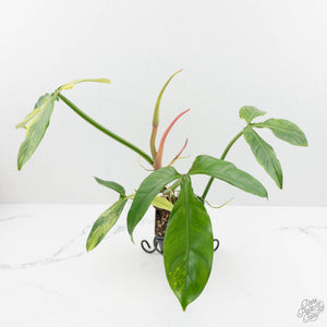 Philodendron tripartitum variegated (wk15-UK)