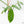 Philodendron tripartitum variegated (wk15-UK)