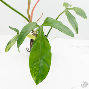 Philodendron tripartitum variegated (wk15-UK)